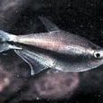 玻璃燈魚 玻璃燈魚