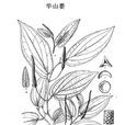 華山蔞 華山蔞