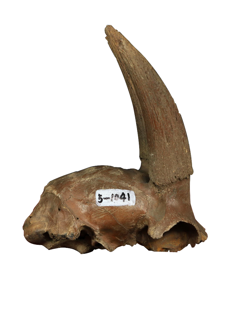 普氏羚羊頭骨化石