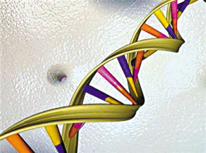 國際人類基因組公布了人類基因組圖譜