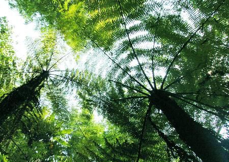 瓜溪刺桫欏生態保護區