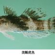 美鰕虎魚 美鰕虎魚