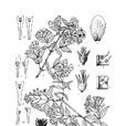 球花溲疏 球花溲疏