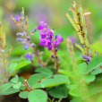 山花生(葉禿突) 山花生(葉禿突)