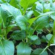 菜苔(薹菜) 菜苔(薹菜)