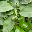 代代(無患子目芸香科植物)