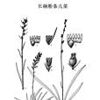 長柄粉條兒菜 長柄粉條兒菜