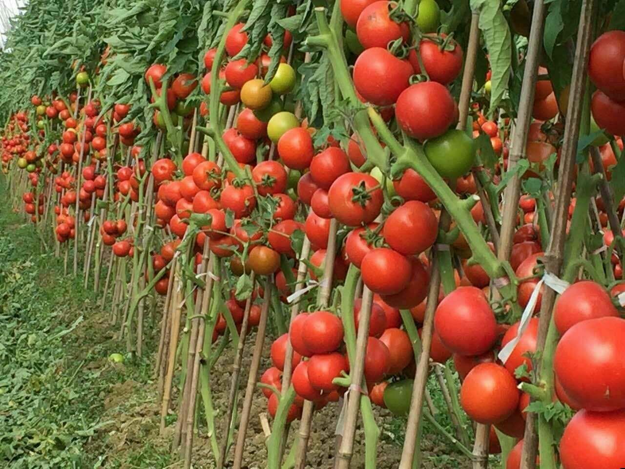 百色番茄
