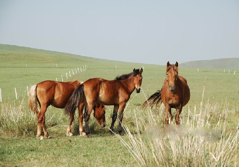 草原上的岔口驛馬