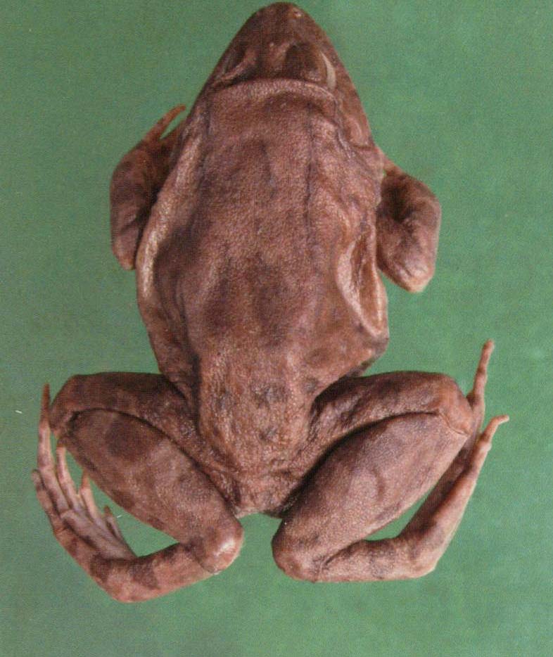 海陸蛙 (雌，海南海口，費梁)