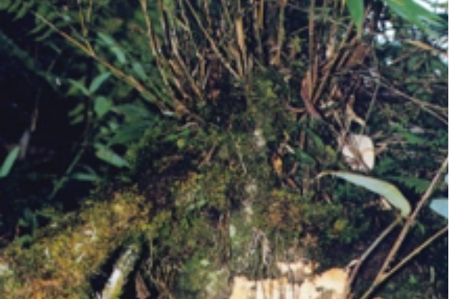 貢山竹 貢山竹