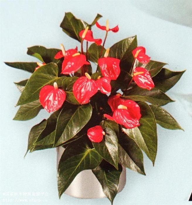 仙塔(天南星科花燭屬紅掌品種) 仙塔(天南星科花燭屬紅掌品種)