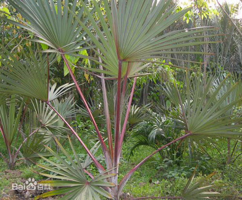 紅棕櫚櫚