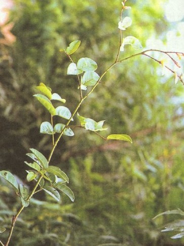 雙面薊 雙面薊