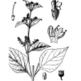 歧傘花 歧傘花