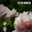 中醫世家(小說) 中醫世家(小說)
