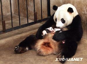 熊貓媽媽“樓生”將龍鳳胎熊貓寶寶抱在懷中