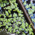 浮萍(水萍草) 浮萍(水萍草)