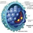 HBV病毒