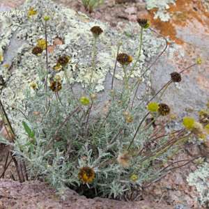 Thymophylla setifolia