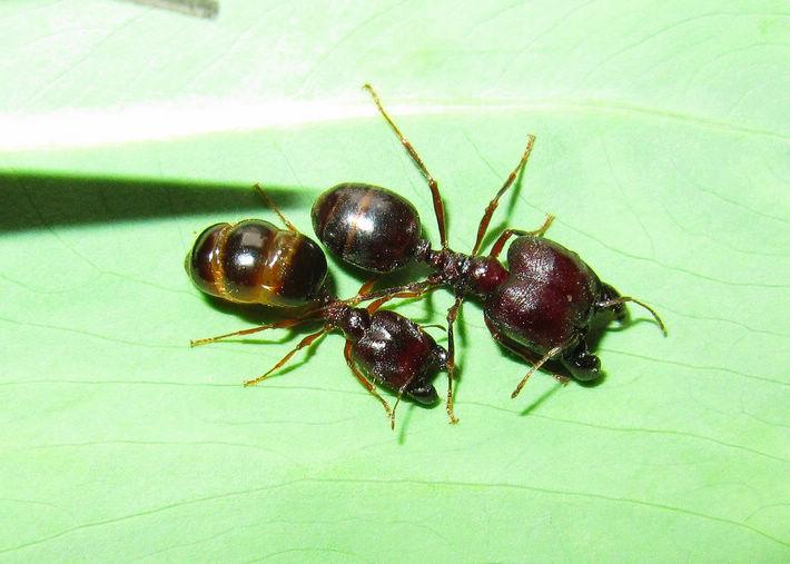 全異盲切葉蟻的大型兵蟻（右）和中型兵蟻（左，呈現飽腹狀態）
