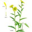 黃花蓮 黃花蓮