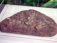侯氏紅山龍的幼體化石。