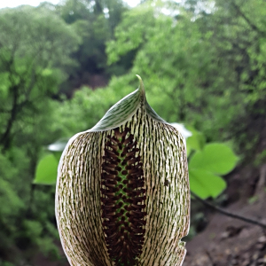 毒蟲芋