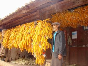 農民種植的玉米