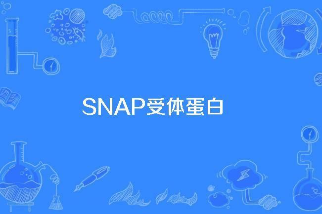 SNAP受體蛋白 SNAP受體蛋白