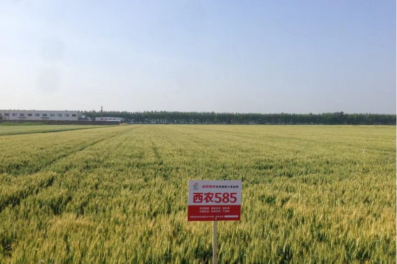西農585 西農585