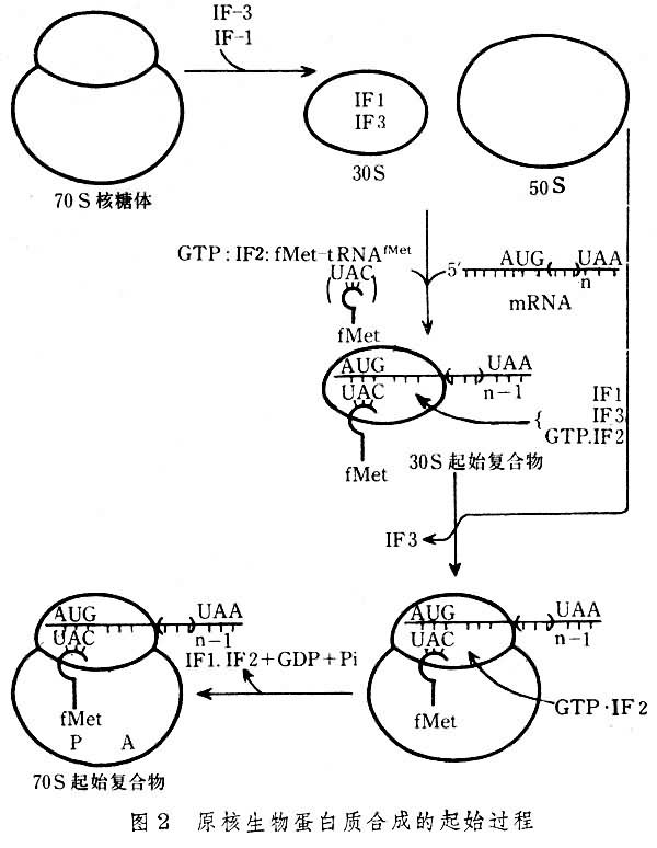 原核生物蛋白質合成的起始過程