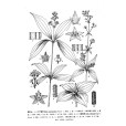 纖梗茜草 纖梗茜草