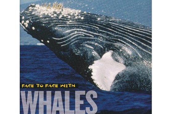 Face to Face with Whales Face to Face with Whales