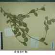 垂枝小葉楊 垂枝小葉楊