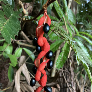 Cojoba graciliflora