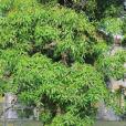 天桃木(扁桃杧) 天桃木(扁桃杧)