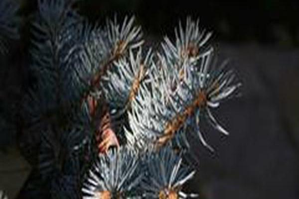 Picea pungens \x27Montgomery\x27