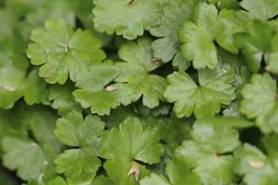 Angelica atropurpurea