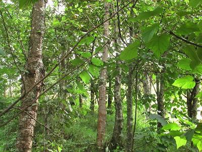 王子村發展重點－經濟林木