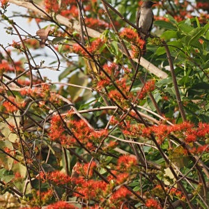 Combretum lecardii