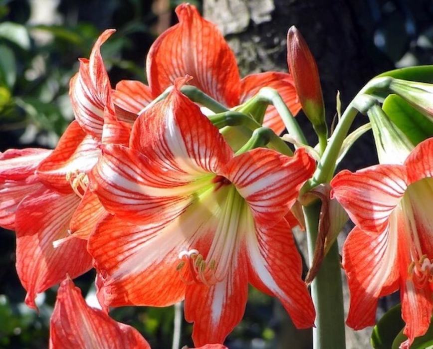 棵柱花屬 棵柱花屬