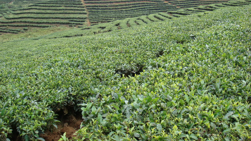 馬散村-茶葉種植