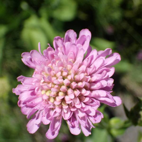 Knautia basaltica