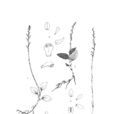 臥龍玉鳳花 臥龍玉鳳花
