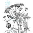 雙生隱盤芹 雙生隱盤芹