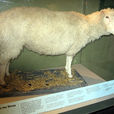 多莉(世界上第一隻克隆羊)