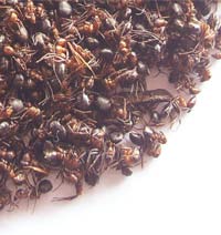 長白山紅螞蟻