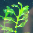 酸水草 酸水草