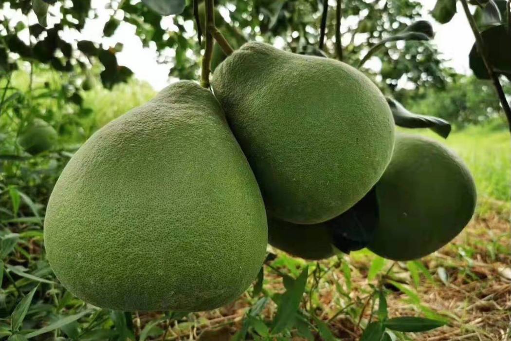 伏柚